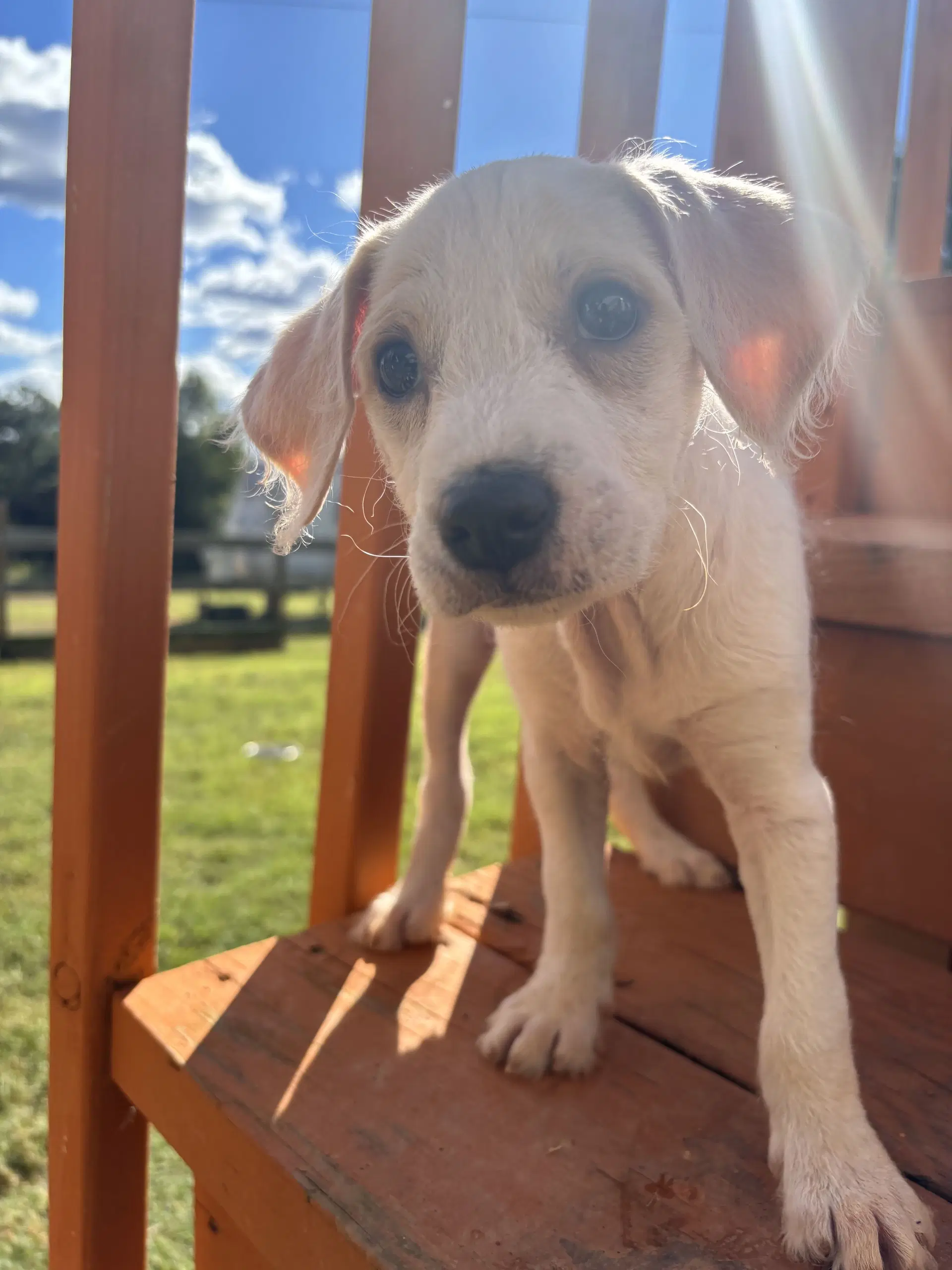 Latte Aug  - A Sandy Pup image 2