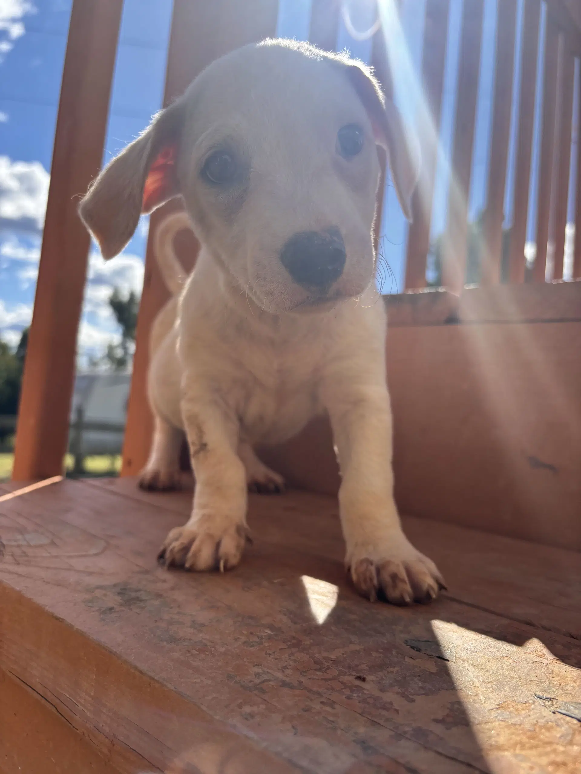 Doppio Aug  - A Sandy Puppy - Terrier