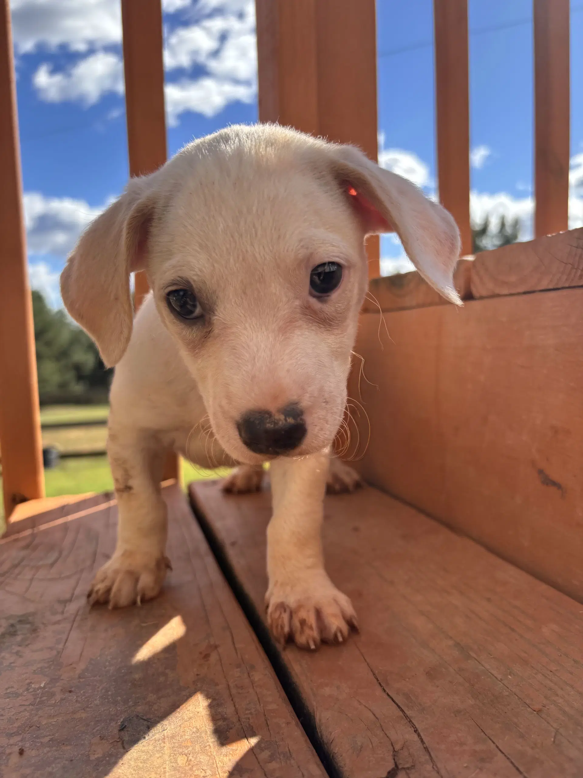 Doppio Aug  - A Sandy Puppy image 2
