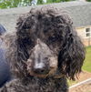 adoptable Dog in Pacolet, SC named Cato aka Harry Jr - A Dapper Senior Boy