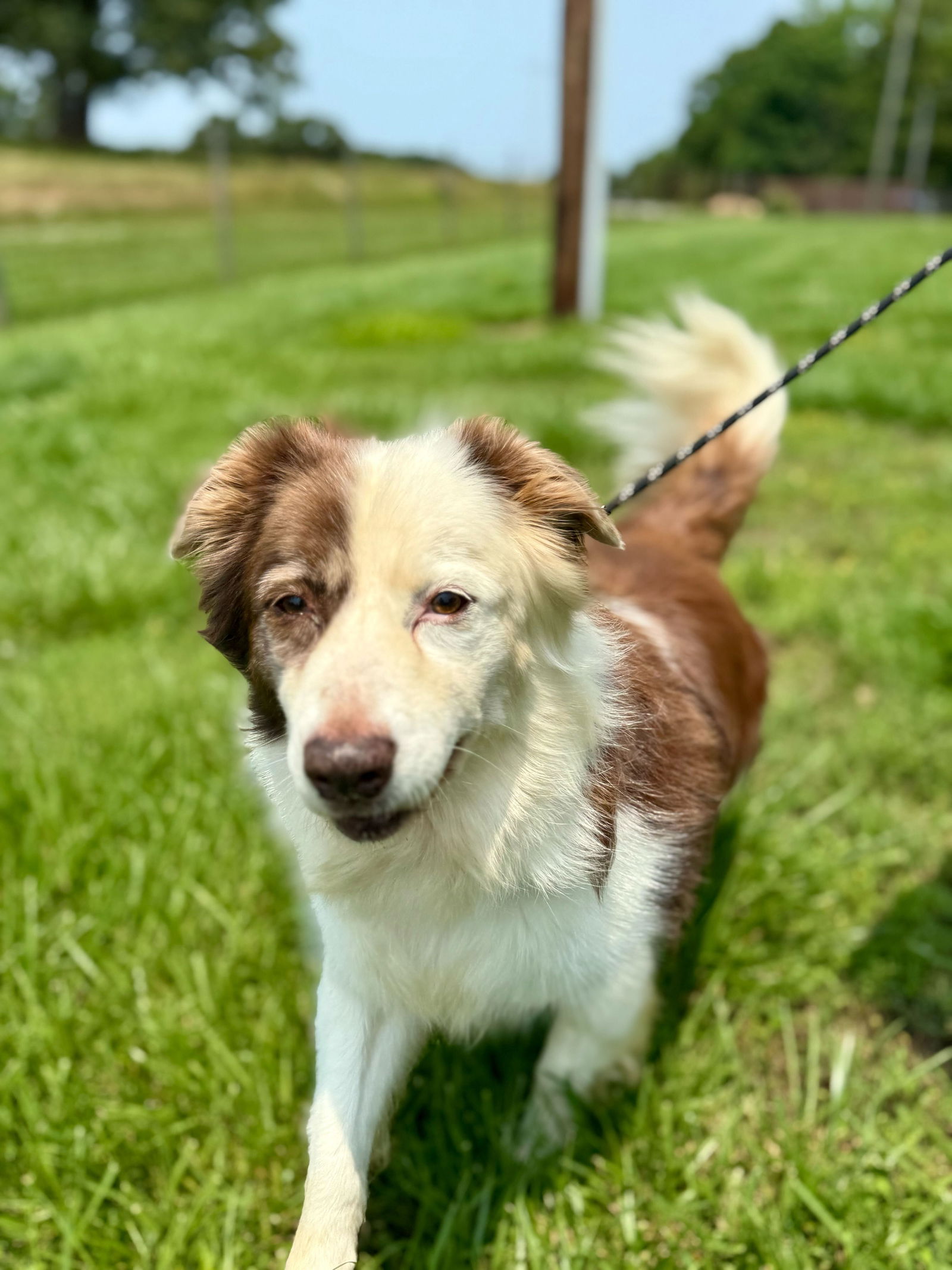 <strong> Beaux </strong> <br/> <small>Border Collie (long coat)</small>