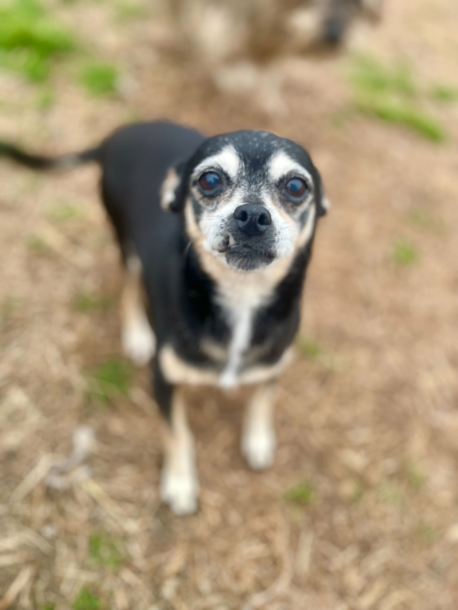 Photo 1 of 9 — Sophie - An SOS Dog