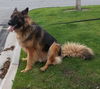 Grendel (long haired)