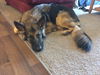 Grendel (long haired)