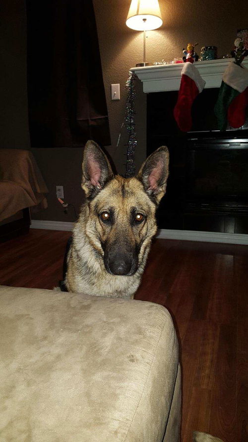 Zelda