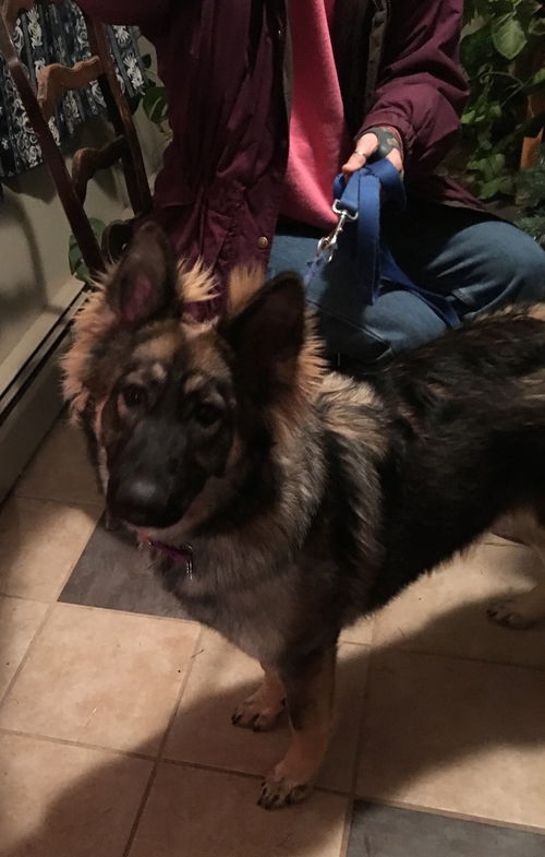 Zorra