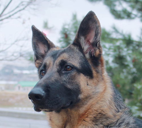 Nella