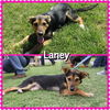 Laney
