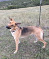 Ajax