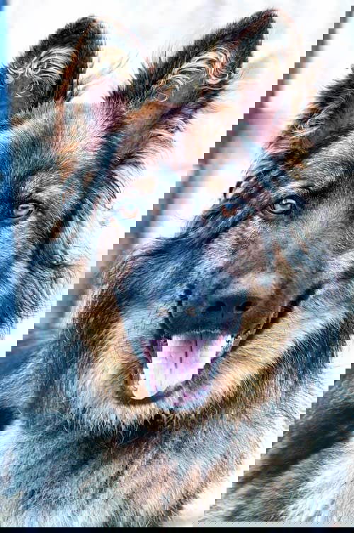 Timber 2