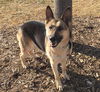 Frieda