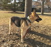 Frieda