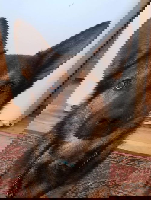 Thrysis