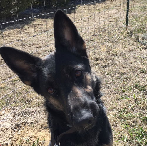 Leila