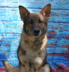 Rango