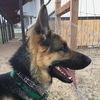 Henry 1
