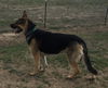 Henry 1