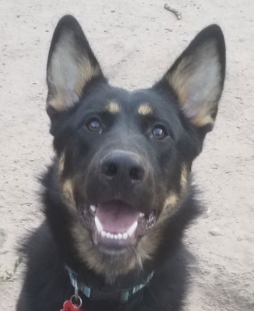 Chewy