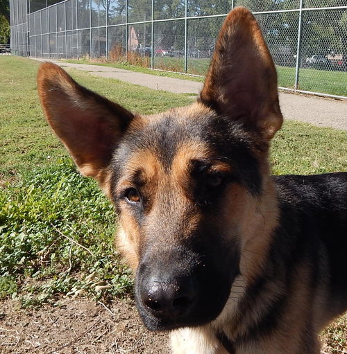 Auggie