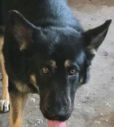 Baloo Bear