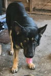 Baloo Bear