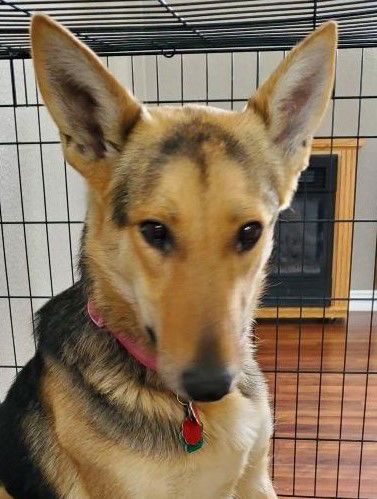 Hazel