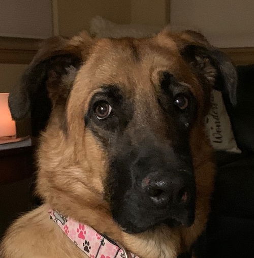 Pia