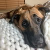 Pia