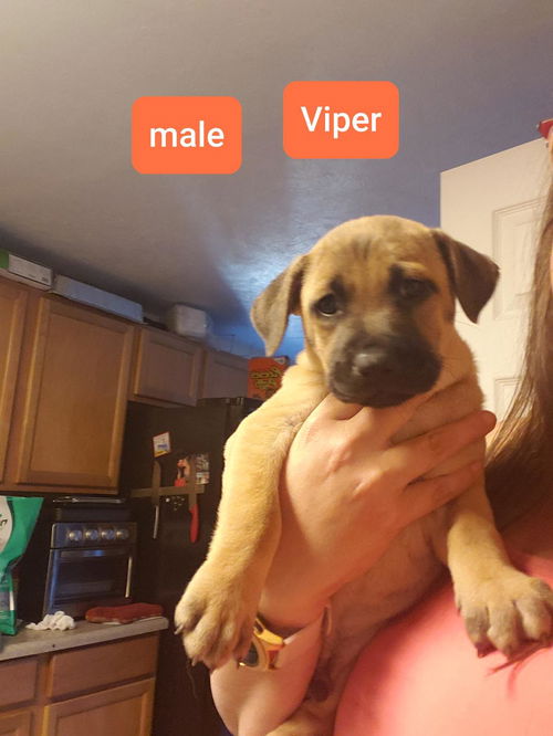 Viper