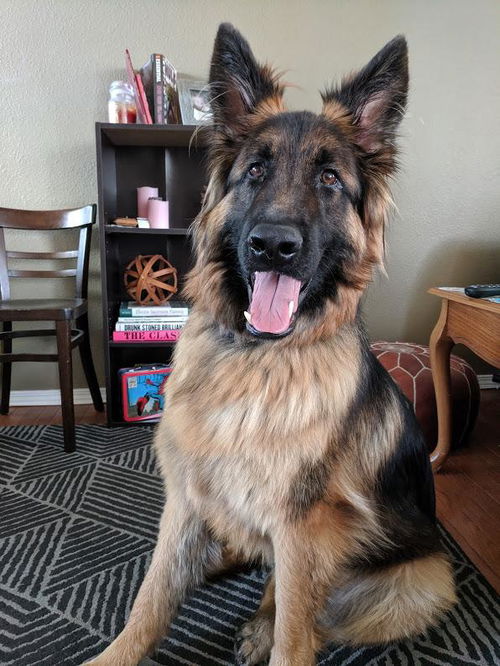 Arlo