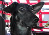 Sarabi
