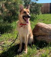 Achilles