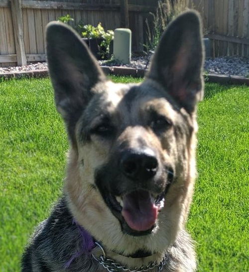 Arya