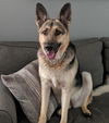 Arya