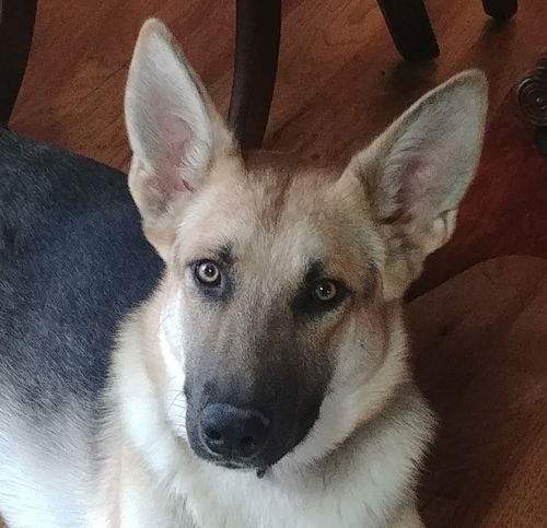 Dalton