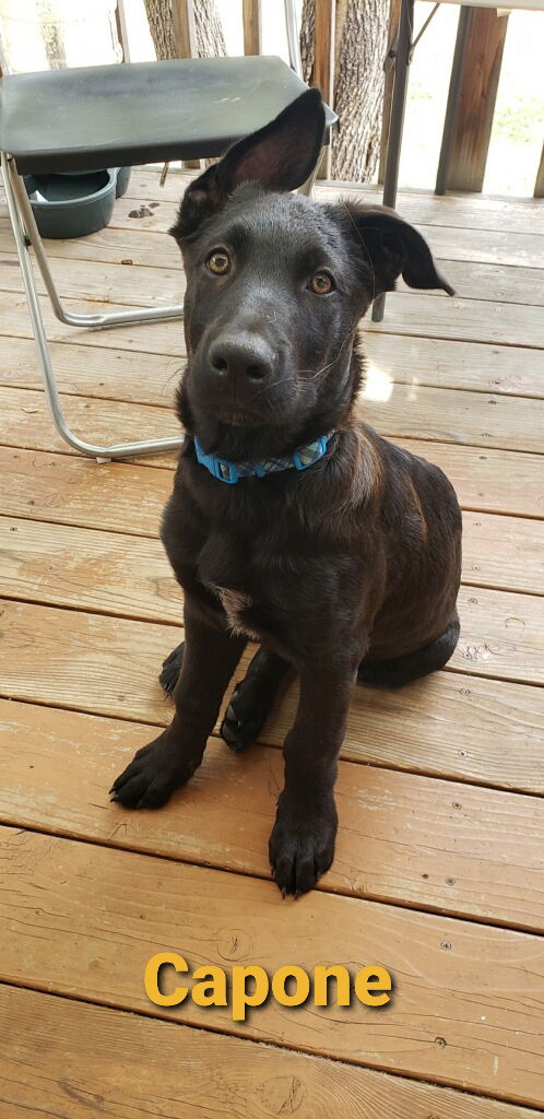 Capone