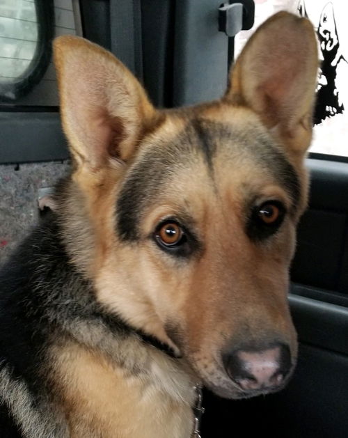 Zenzi