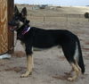 Waylon