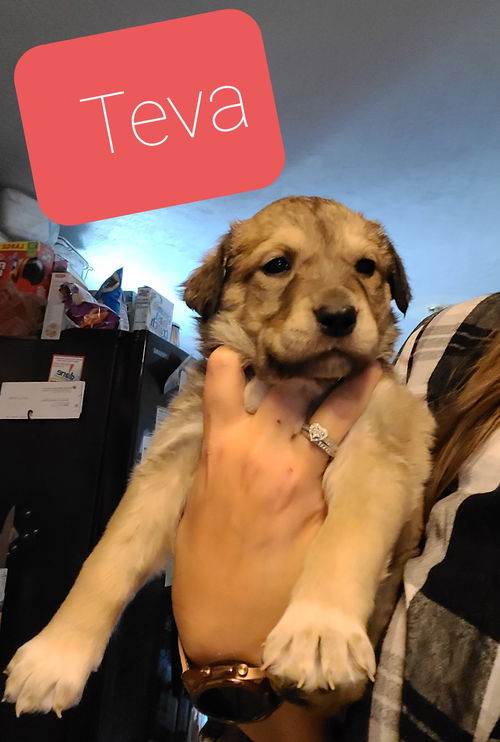 Teva 2