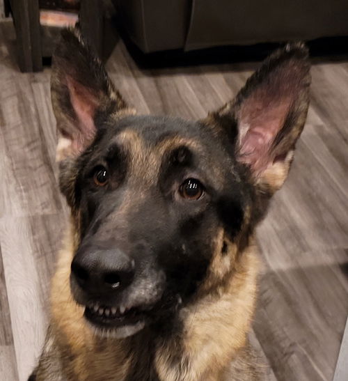 Niko