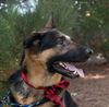 Zade