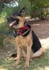 Zade