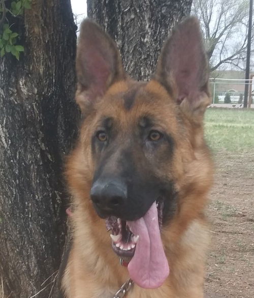Otis