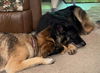 Crixus