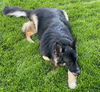 Crixus