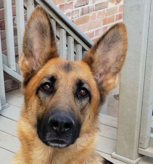 Nova