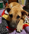 Hurricane Evette-NEEDS FOSTER
