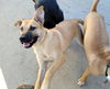 Hurricane Evette-NEEDS FOSTER