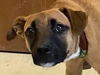 Hurricane Ethel-Available for FOSTER to adopt