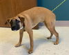 Hurricane Ethel-Available for FOSTER to adopt